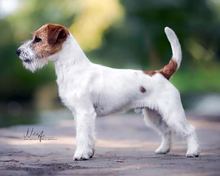 Jack Russell teriér – 4,5měsíční pejsek s PP k odběru - foto 7