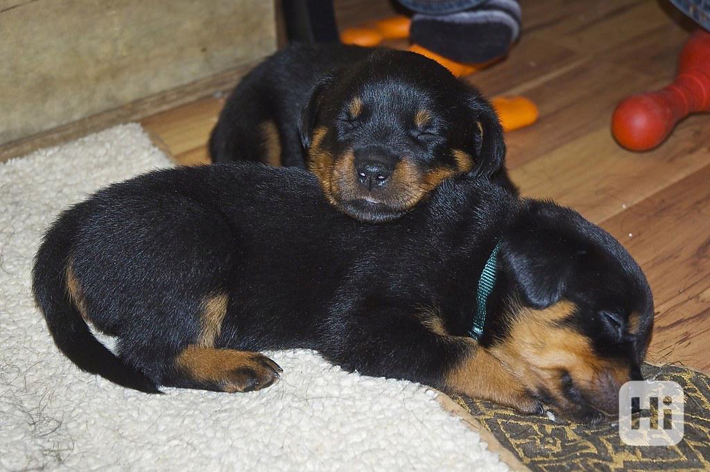 Štěňata rotvajlera (samci a samice) Štěňata rotvajlera (samc - foto 1