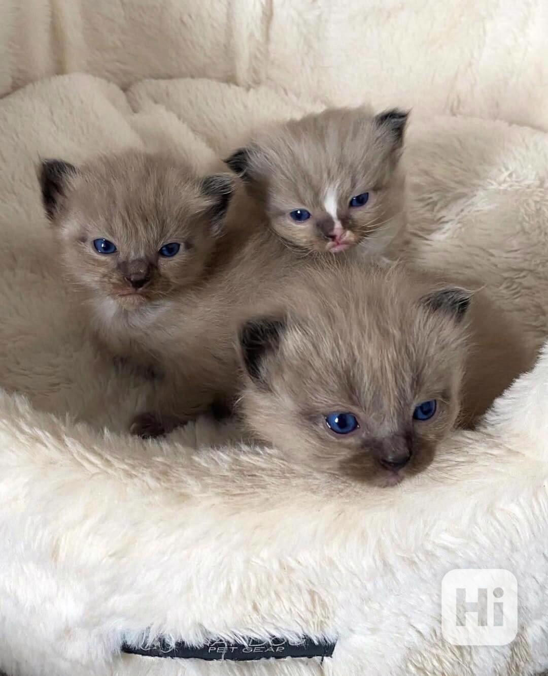 Koťátka britské krátkosrsté plemene munchkin, samci a samice - foto 1