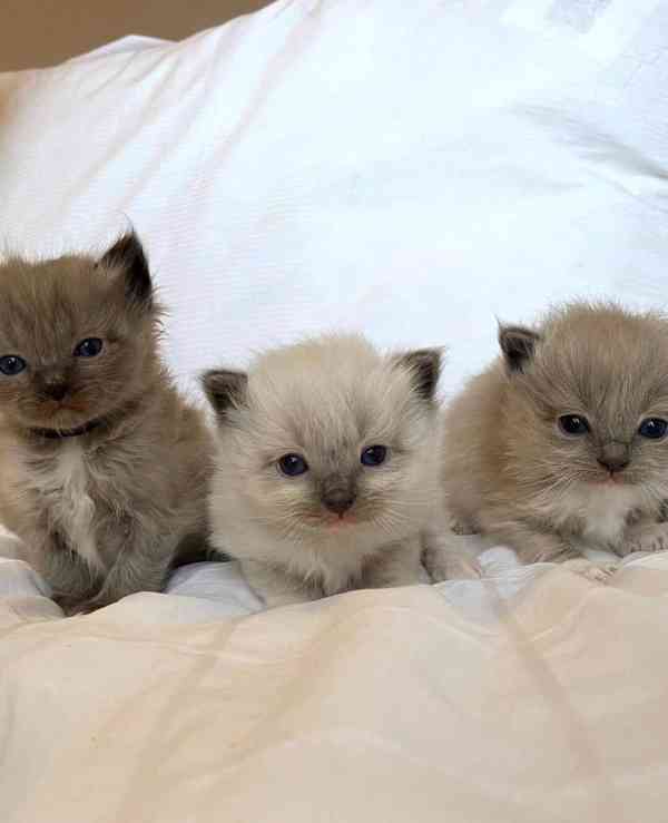 Koťátka britské krátkosrsté plemene munchkin, samci a samice - foto 3