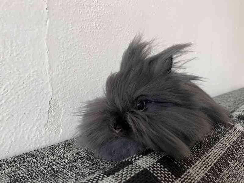 Daruji zakrslého teddy králíčka  - foto 2