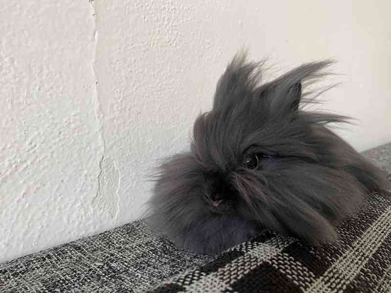 Daruji zakrslého teddy králíčka 