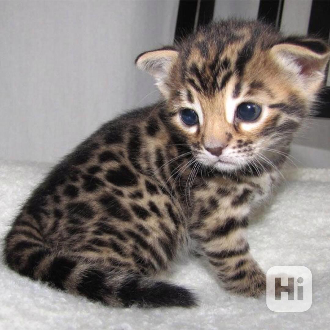 Nabízíme bengálská koťata k adopci - foto 1