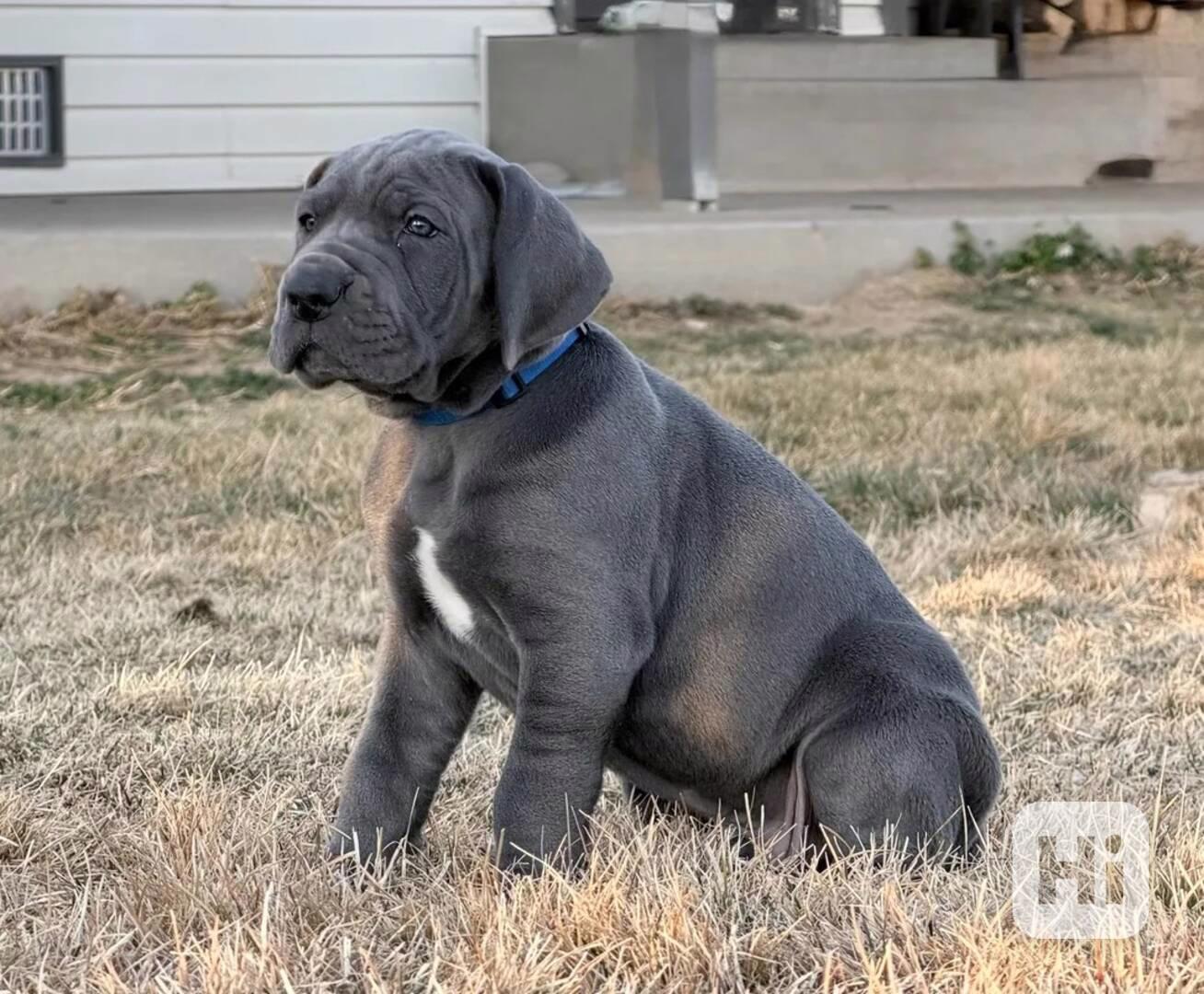 milá štěňata německé dogy - foto 1