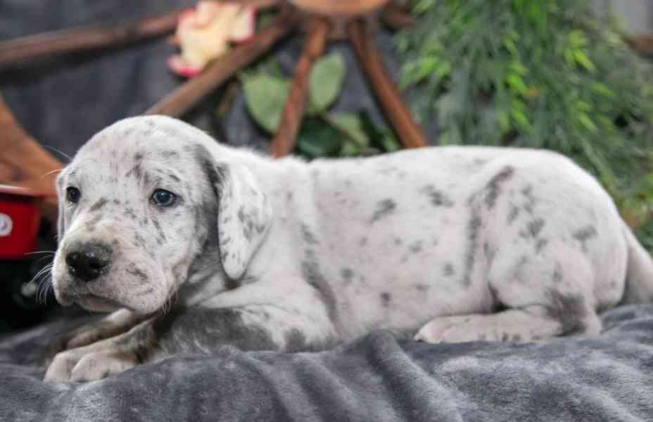 milá štěňata německé dogy - foto 2