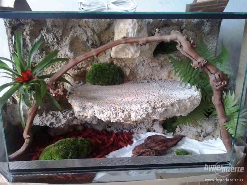 Terárium vybavené pro agamu,hada,gekona chameleona - foto 3