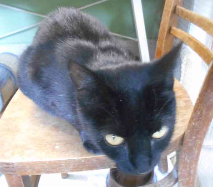 Černá, hodná 1,5-2letá Žofinka - foto 6