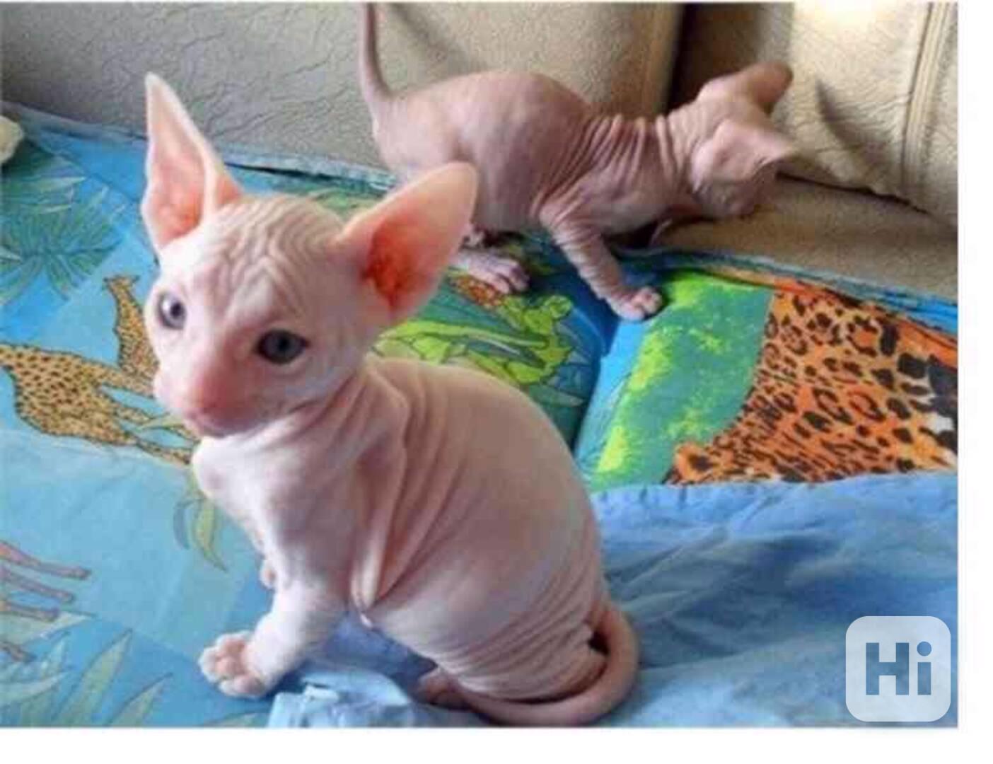 krásná a roztomilá koťátka sphynx k adopti . - foto 1