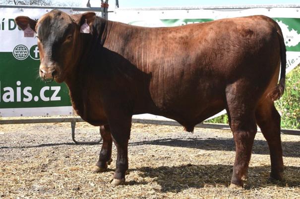 Prodej plemenných býků Aberdeen Angus - foto 1