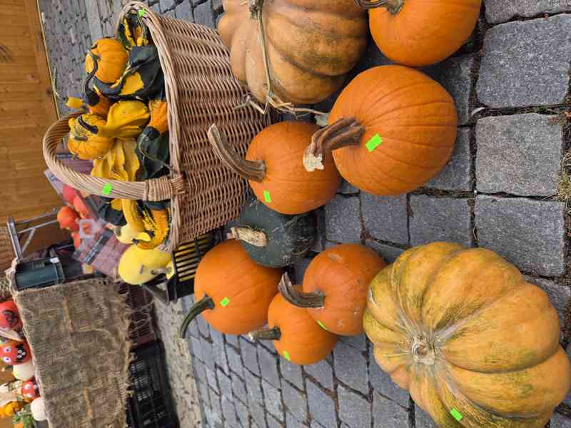 Dýně okrasné, konzumní, halloweenské/mexické - foto 2