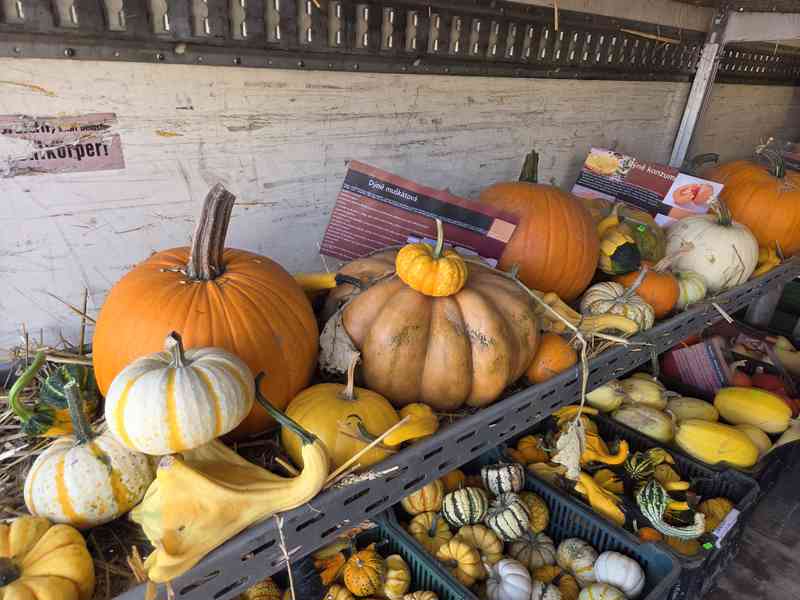 Dýně okrasné, konzumní, halloweenské/mexické - foto 5