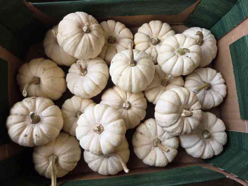 Dýně okrasné, konzumní, halloweenské/mexické - foto 3