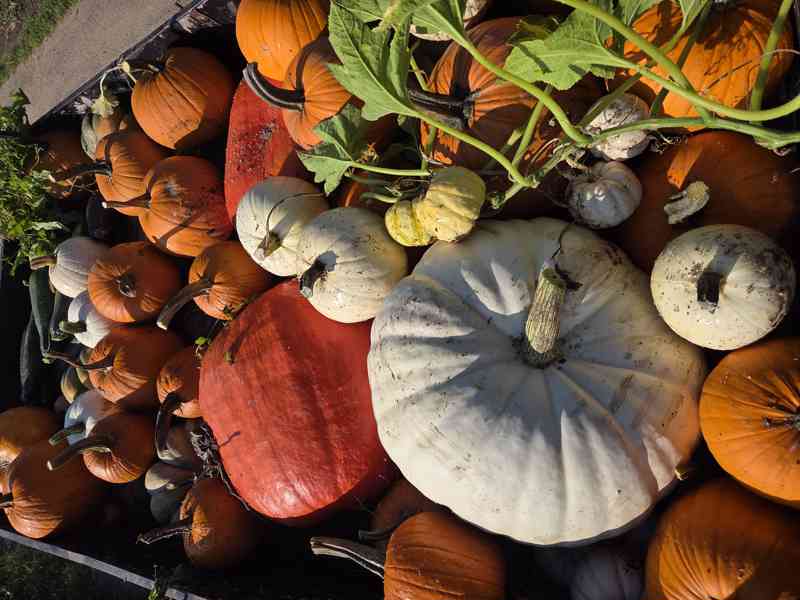 Dýně okrasné, konzumní, halloweenské/mexické - foto 7