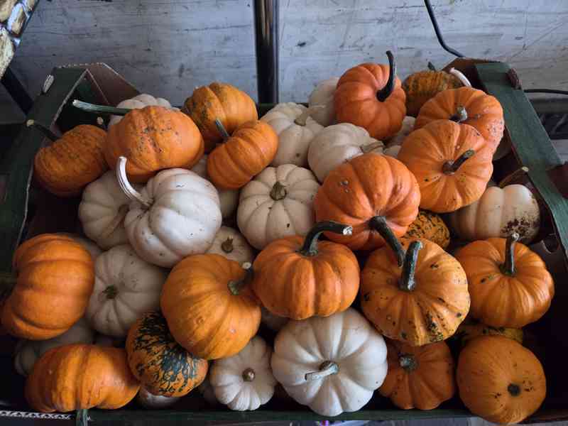Dýně okrasné, konzumní, halloweenské/mexické - foto 8