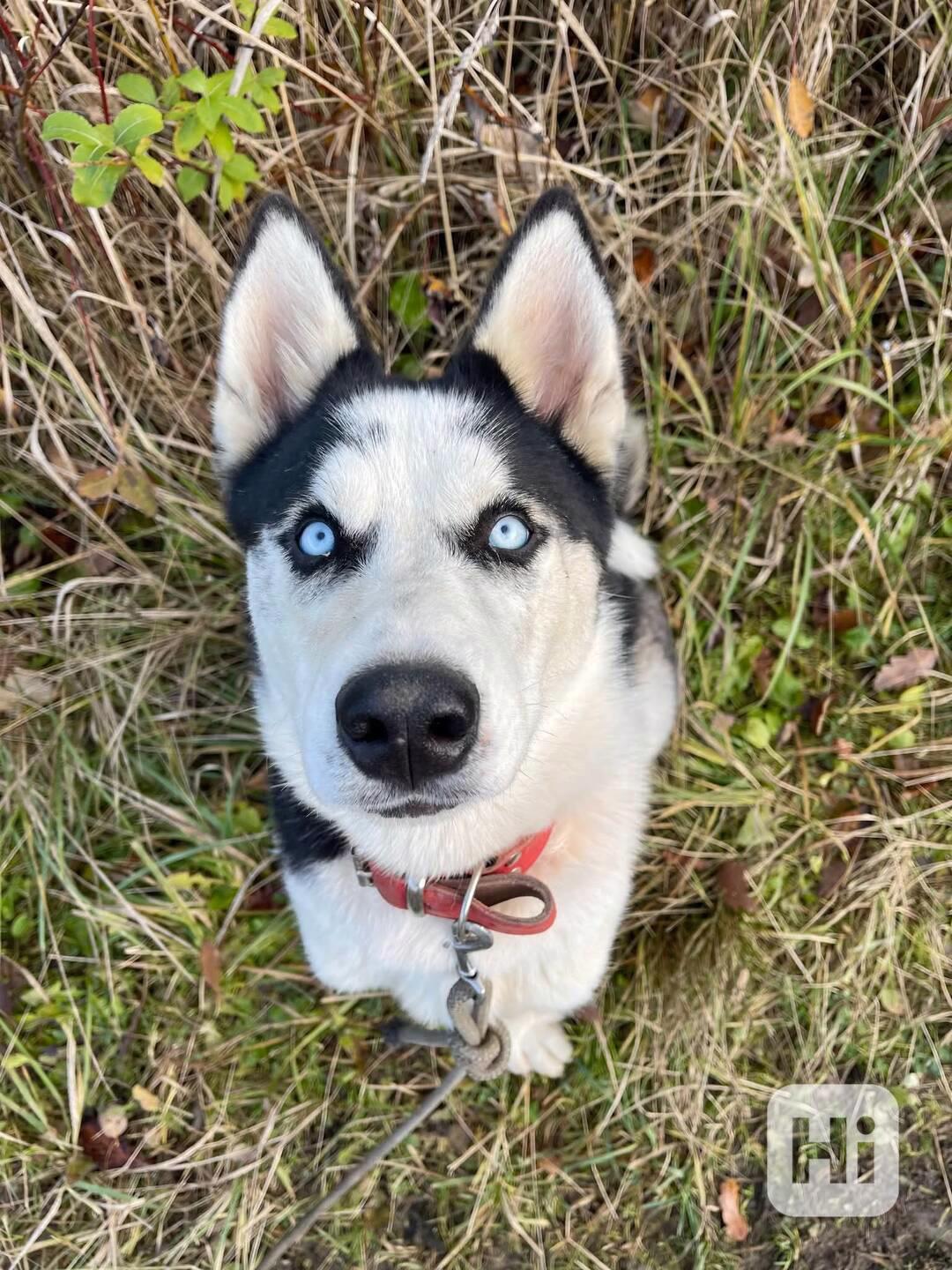 HUGO - Sibiřský husky - štěně 7 měsíců  - foto 1