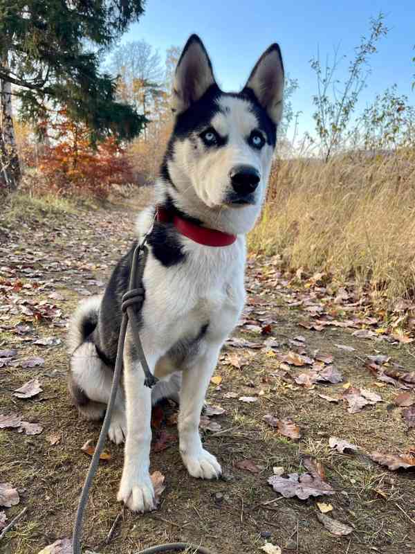 HUGO - Sibiřský husky - štěně 7 měsíců  - foto 4