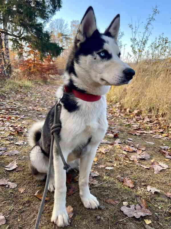 HUGO - Sibiřský husky - štěně 7 měsíců  - foto 3