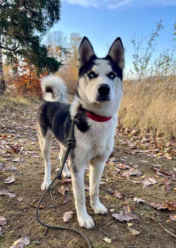 HUGO - Sibiřský husky - štěně 7 měsíců  - foto 2