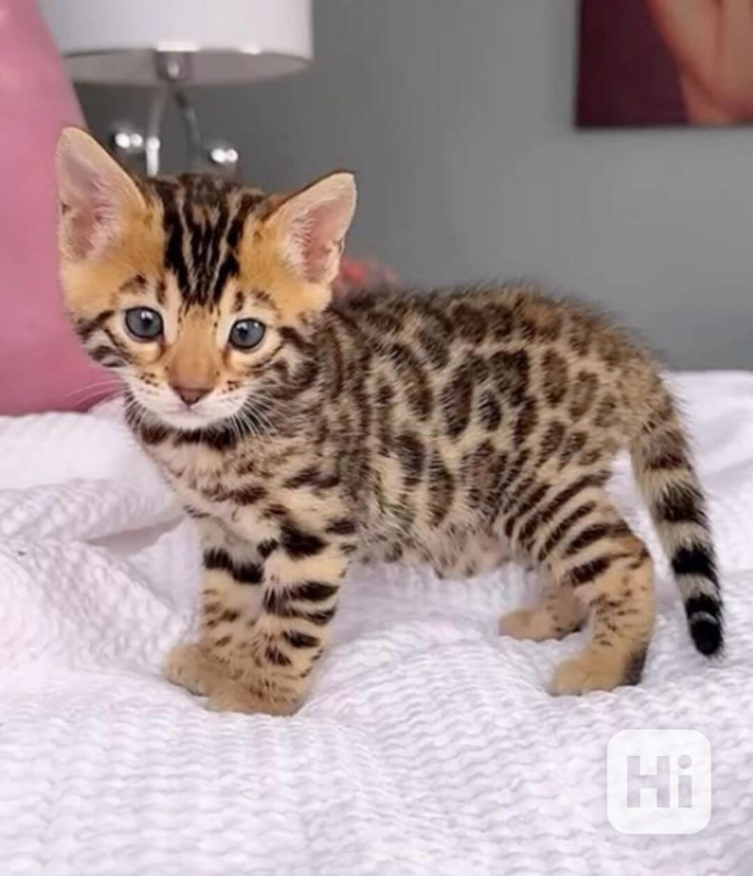 Zdarma Bengálsko a krásná koťata k adopci zdarma - foto 1