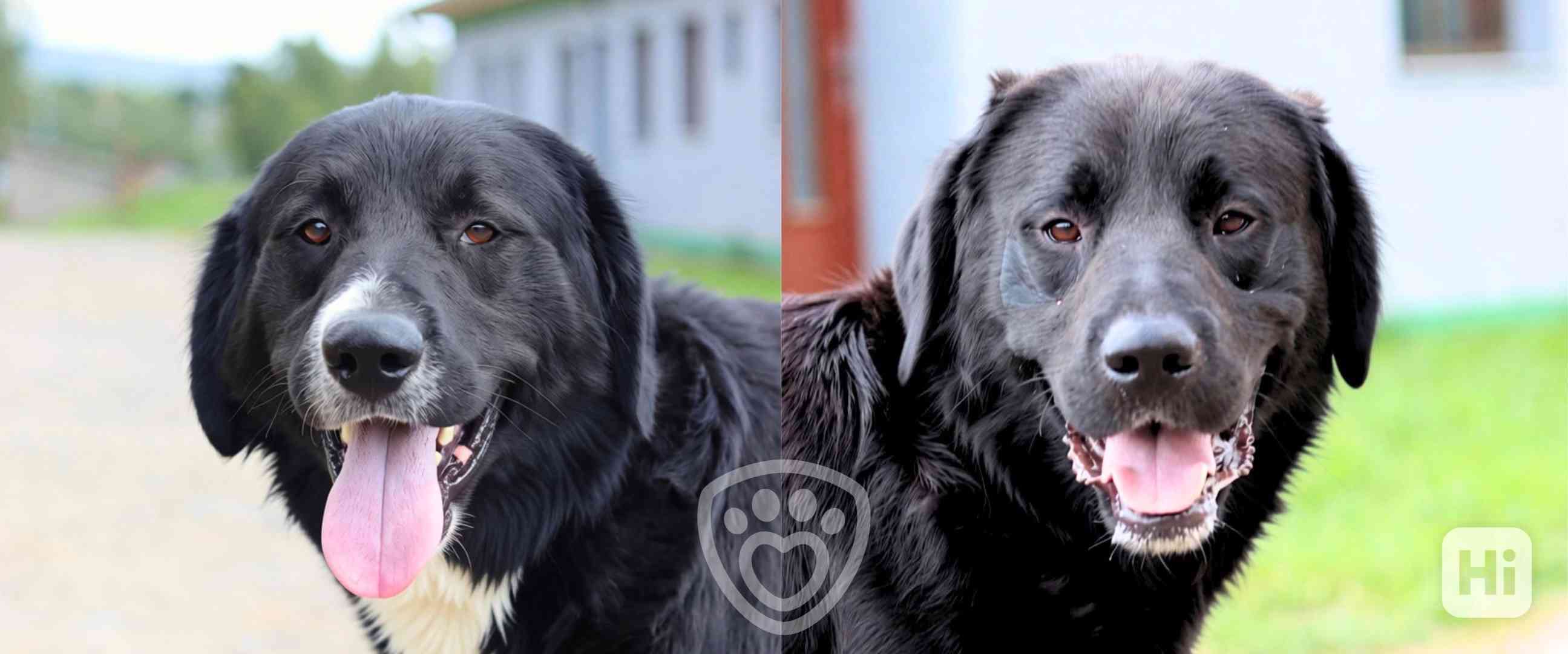 Monte a Carlo ❤ luxusní hlídací duo, retrívři - foto 1