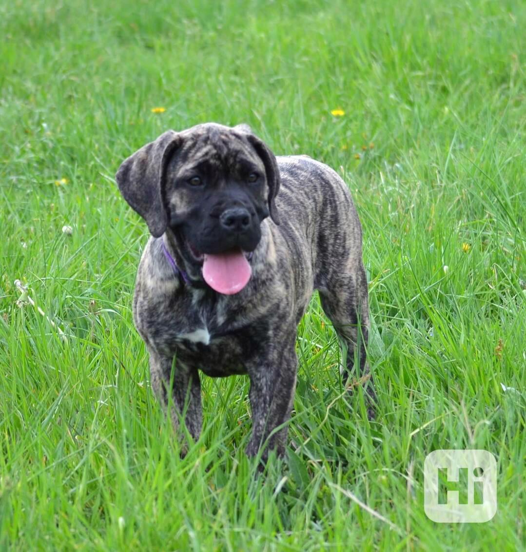 BOERBOEL štěně boerboel - foto 1