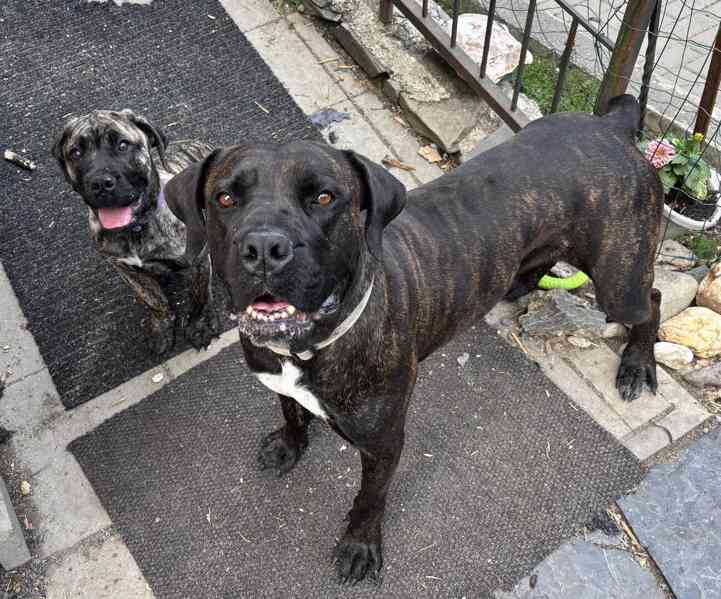 BOERBOEL štěně boerboel - foto 6
