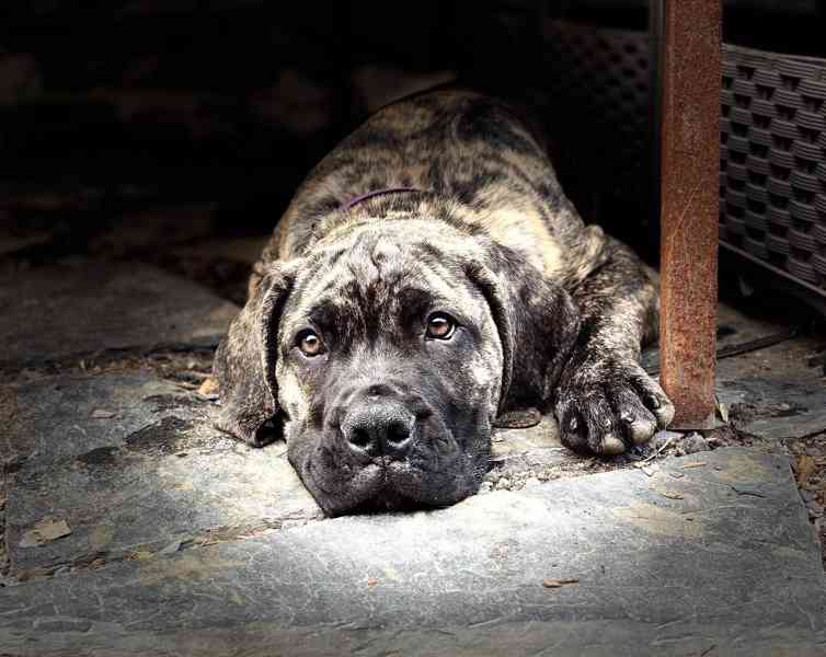 BOERBOEL štěně boerboel - foto 2