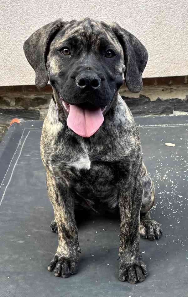 BOERBOEL štěně boerboel - foto 7