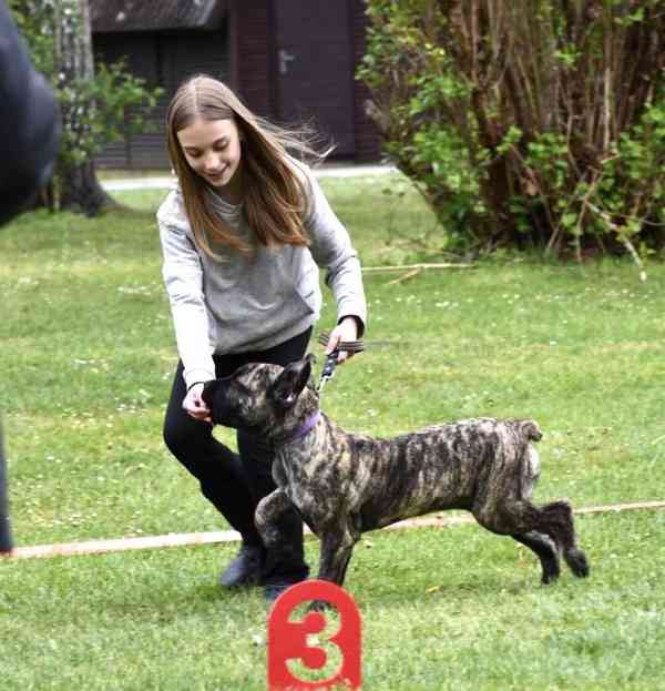 BOERBOEL štěně boerboel - foto 5