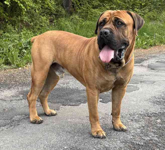 BOERBOEL štěně boerboel - foto 8