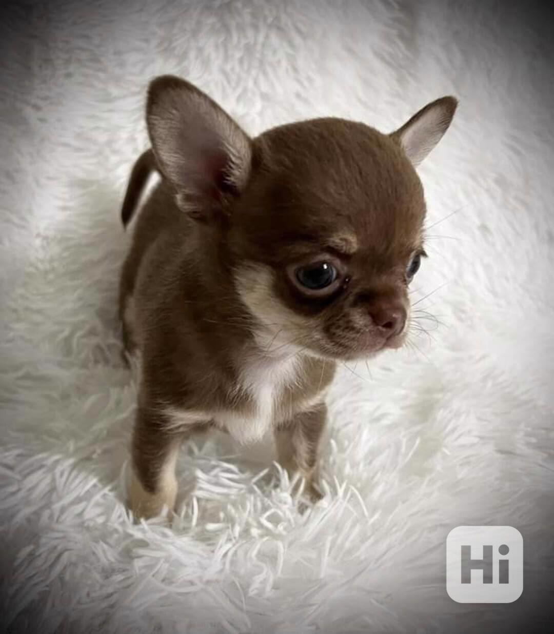 Štěňata čivav - foto 1