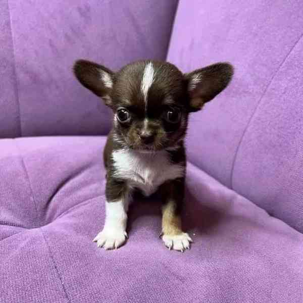 Štěňata čivav - foto 4