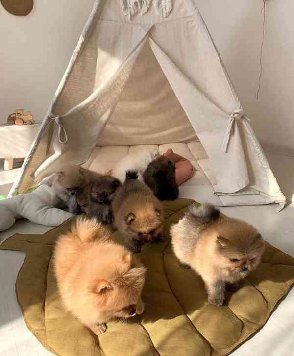 Prodáváme štěňata pomeranianů.. - foto 2