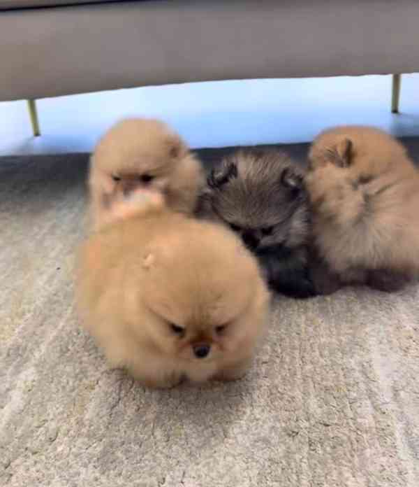Prodáváme štěňata pomeranianů.. - foto 3