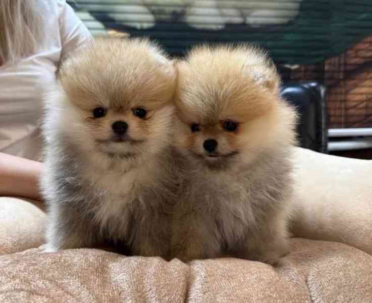 Prodáváme štěňata pomeranianů.. - foto 4