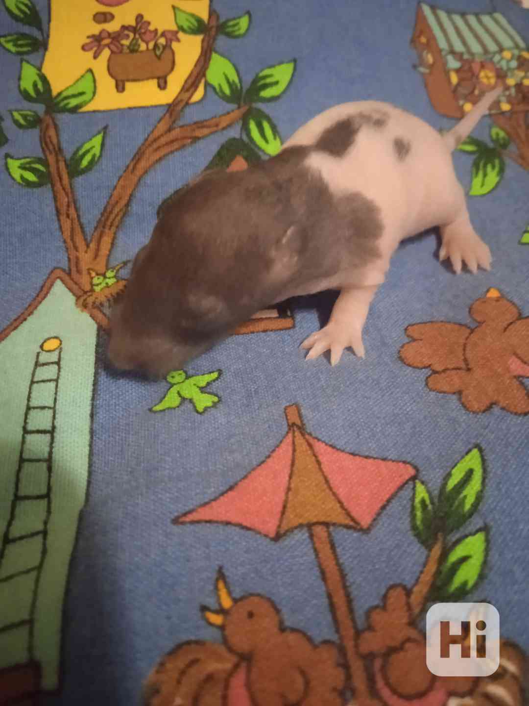 Mimča fuzz podkánci. - foto 1