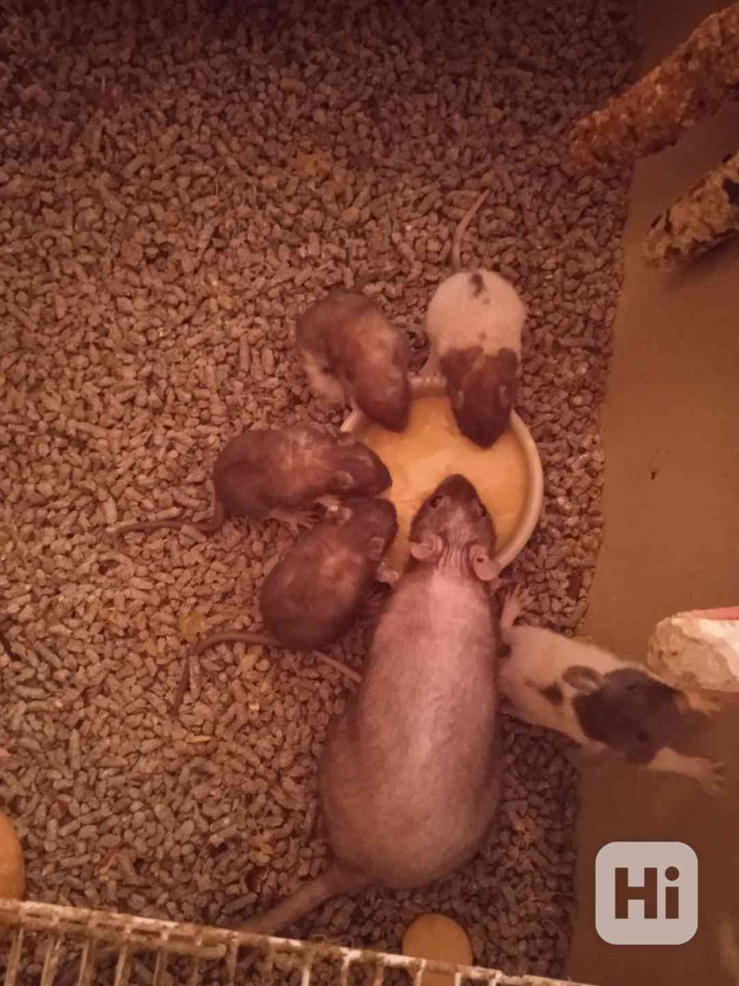 Mimča fuzz potkánci. - foto 1