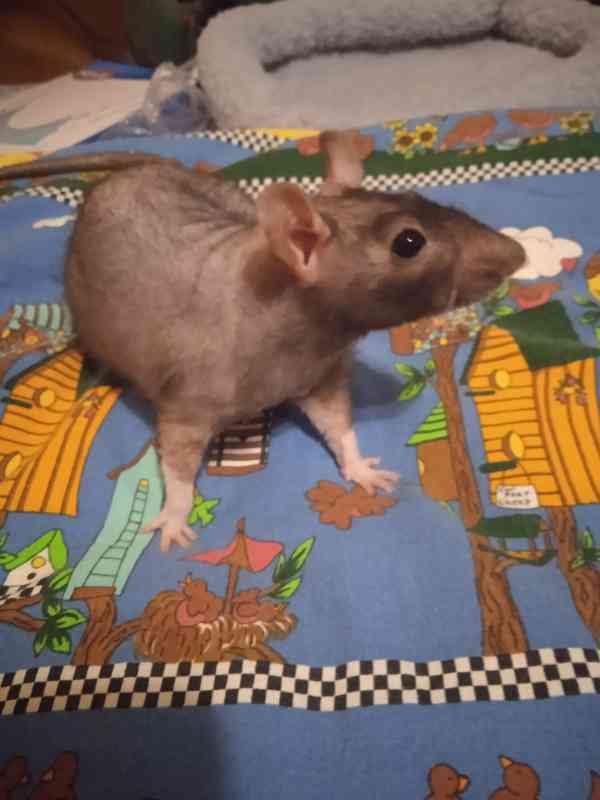 Mimča fuzz potkánci. - foto 4