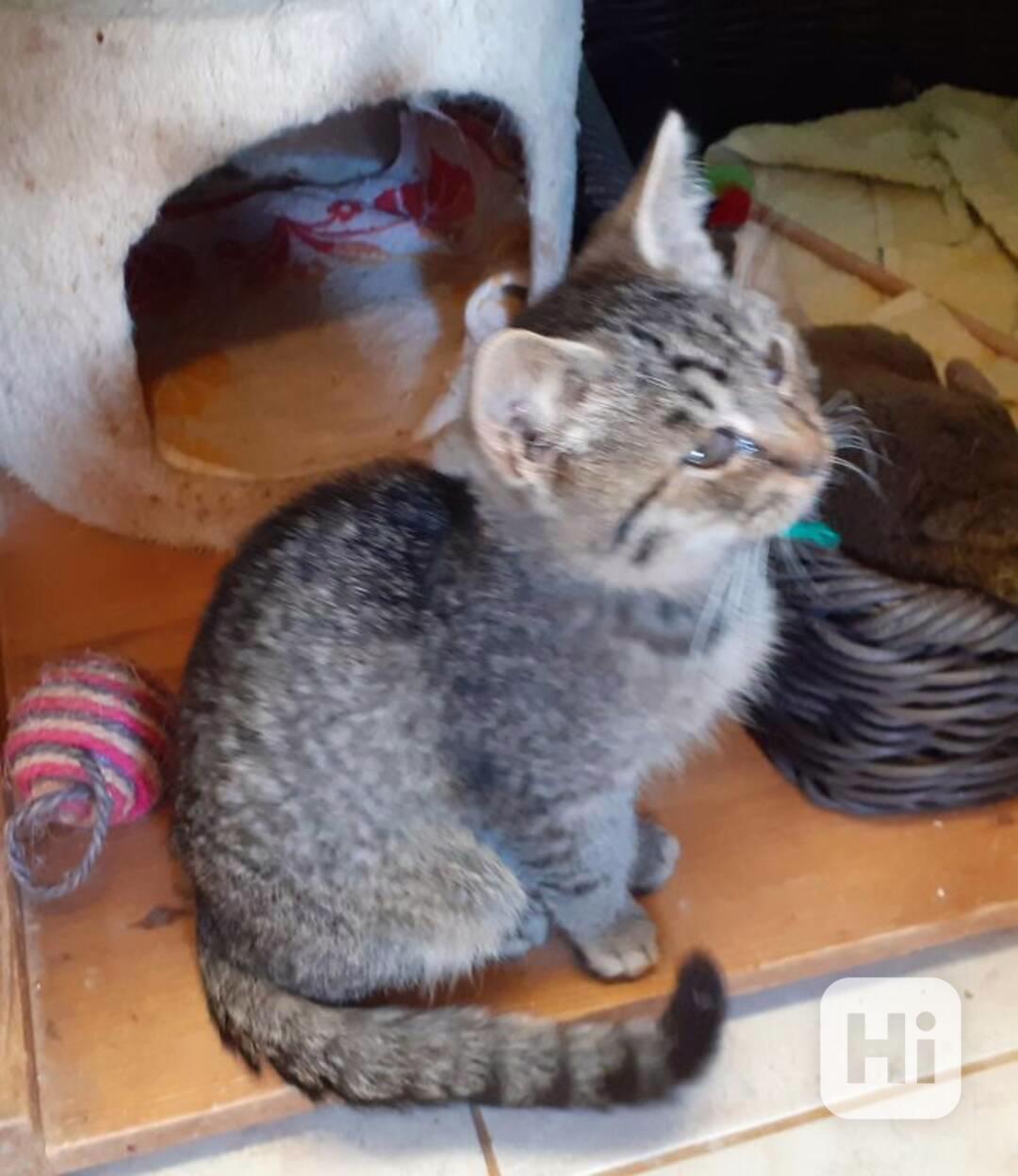 Hravý, klidnější 3,5měsíční mourovaný Tadeášek  - foto 1