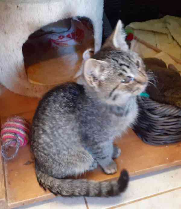 Hravý, klidnější 3,5měsíční mourovaný Tadeášek  - foto 1