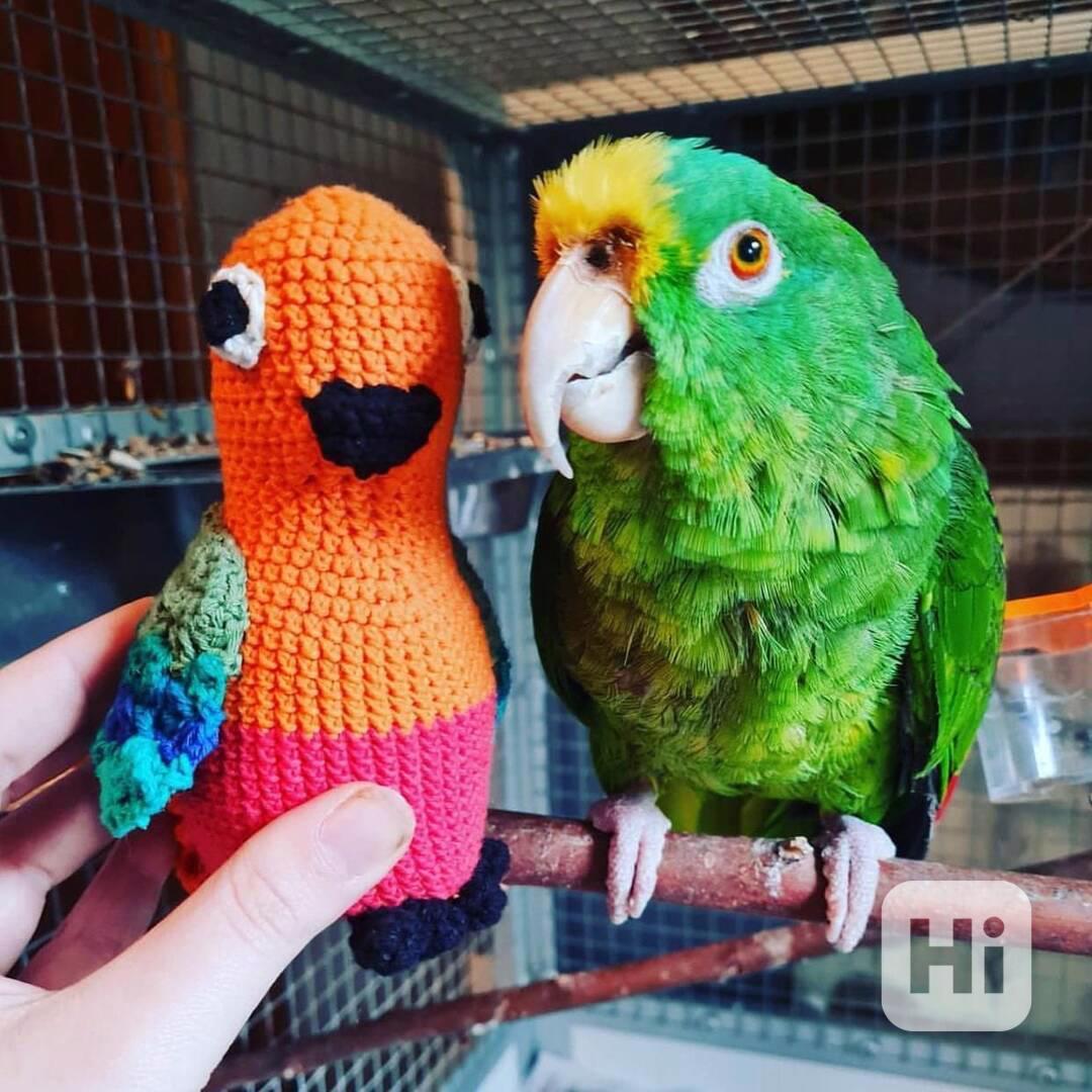 Prodám zdravé papoušky africké šedé  - foto 1