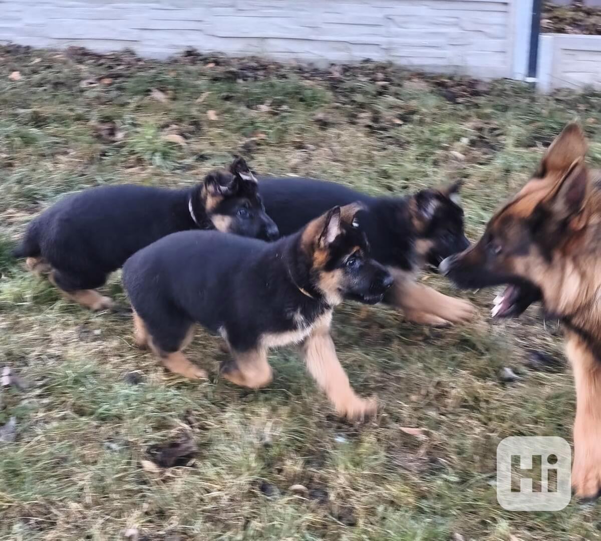 Německý ovčák s PP - foto 1