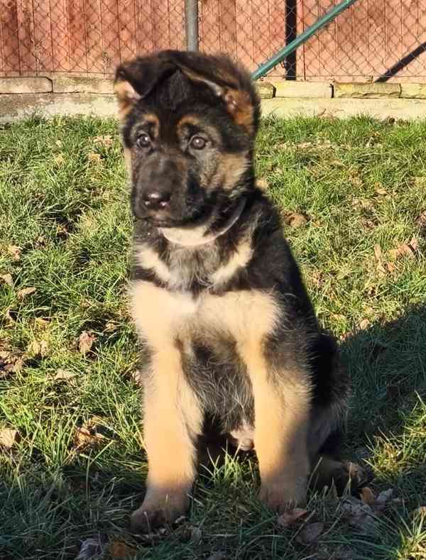 Německý ovčák s PP - foto 6