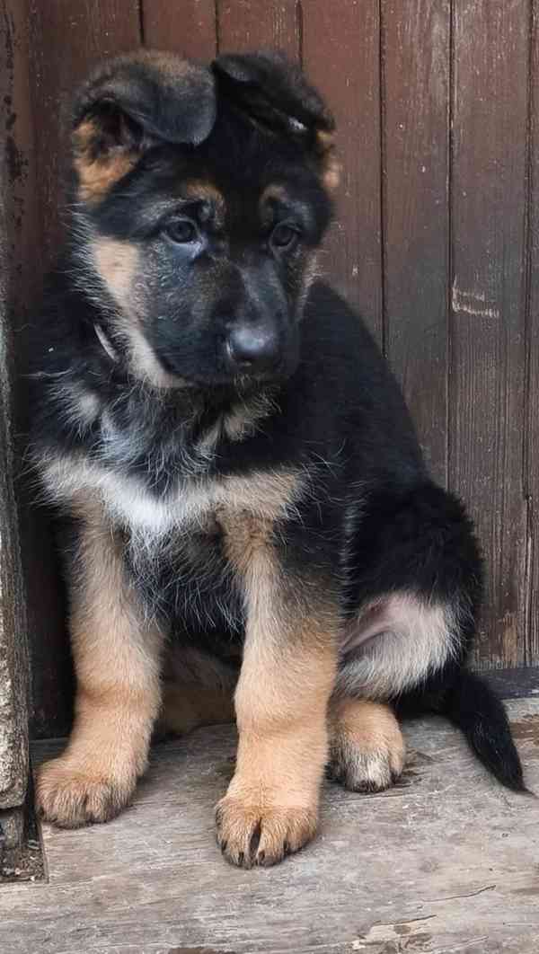 Německý ovčák s PP - foto 8