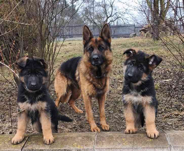 Německý ovčák s PP