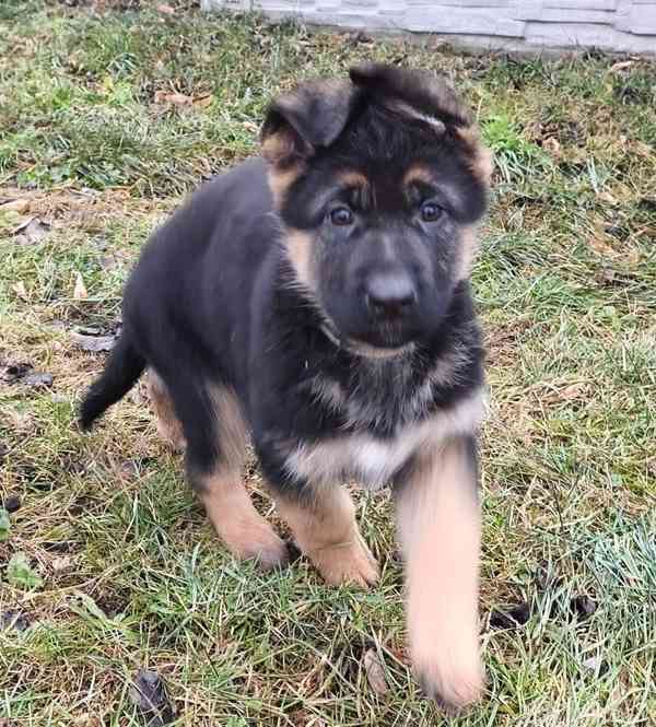 Německý ovčák s PP - foto 9