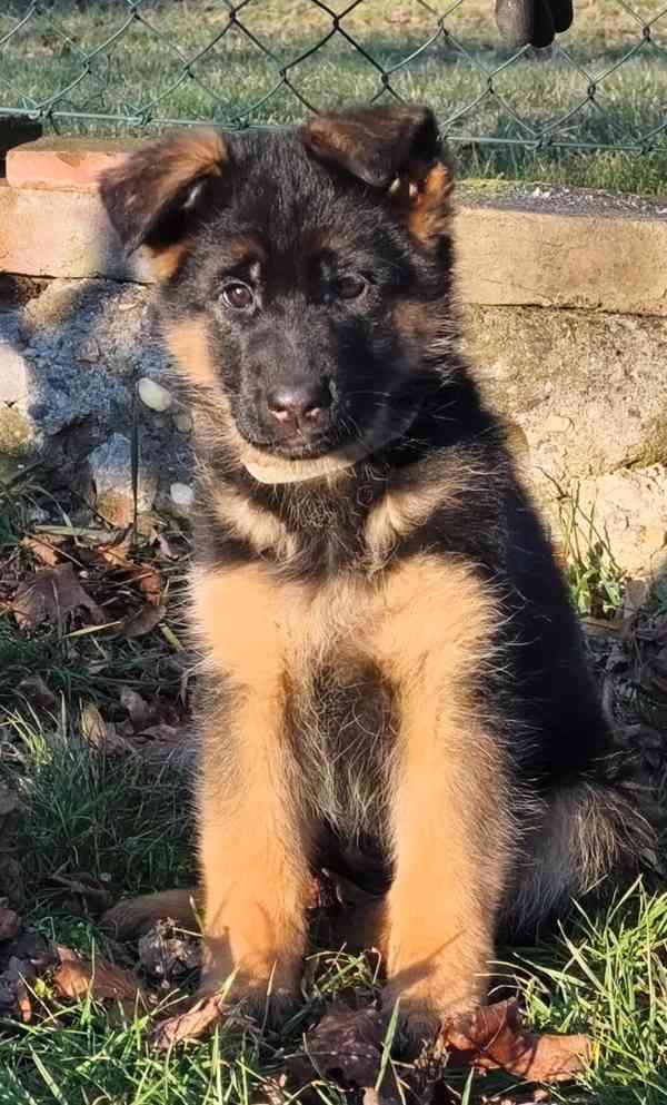 Německý ovčák s PP - foto 4