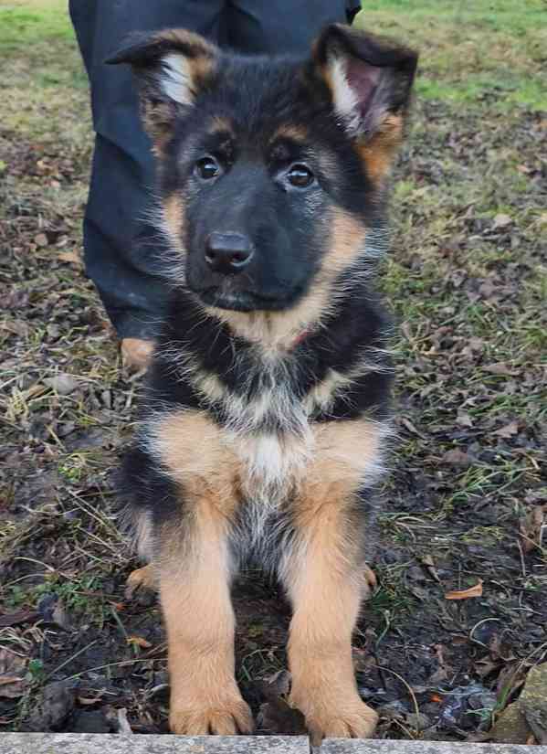 Německý ovčák s PP - foto 7