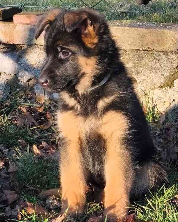 Německý ovčák s PP - foto 5