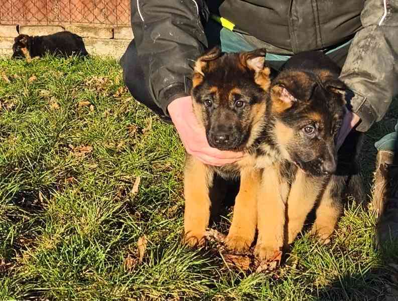 Německý ovčák s PP - foto 2